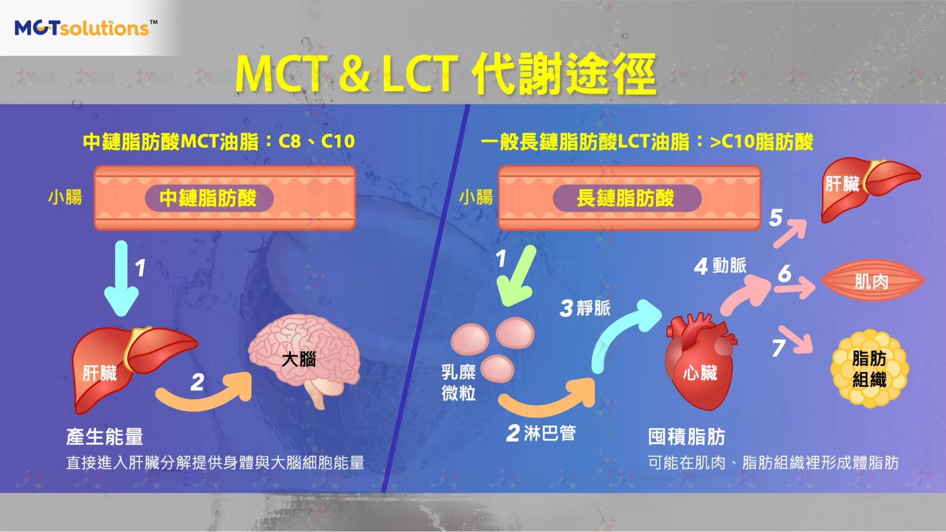 MCTsolutions™ 中鏈脂肪酸油粉 科學實證與臨床研究